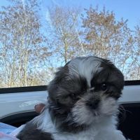 Hondenoppas werk Den Haag: baasje van Babette