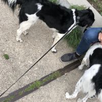 Hondenuitlaatservice Tilburg: Sam