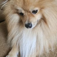 Hondenoppas werk Tilburg: baasje van Miki