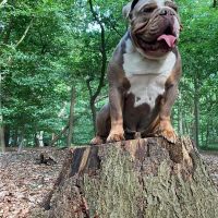 Hondenoppas werk Herkenbosch: baasje van Nol