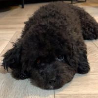 Hondenoppas werk Bergen op Zoom: baasje van Noya