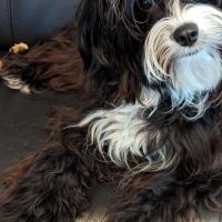 Hondenoppas werk Hilversum: baasje van Vaya