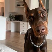 Hondenoppas werk Den Haag: baasje van Skye