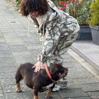 Hondenuitlaatservice Hendrik-Ido-Ambacht: Ivory