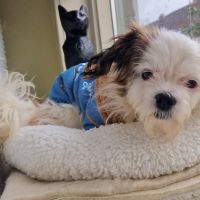 Hondenoppas werk Emmer-Compascuum: baasje van Sjonnie 