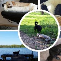 Hondenopvang Wormerveer: Claudia