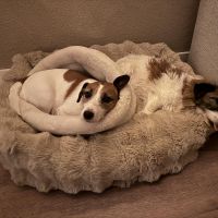 Hondenoppas werk Hellevoetsluis: baasje van Olly en Bibi