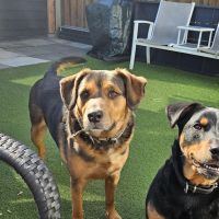 Hondenoppas werk Puttershoek: baasje van Bandit & Job (broers)