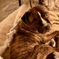 Hondenoppas werk Joure: baasje van Tyson