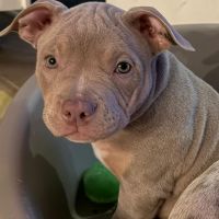 Hondenoppas werk Lelystad: baasje van Mia