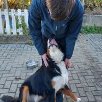 Hondenoppas Delft: Ruben