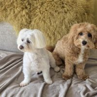 Hondenoppas werk Wijk bij Duurstede: baasje van Kiki&ko 