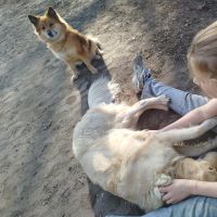 Hondenuitlaatservice Velden: Julianne