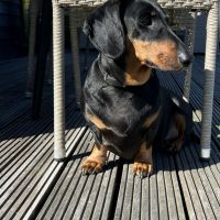 Hondenoppas werk Monster: baasje van Bram