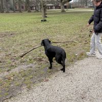 Hondenoppas Nijmegen: Faas