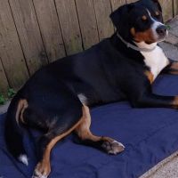 Hondenoppas werk Sleen: baasje van Kaya