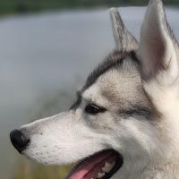 Hondenoppas Apeldoorn: Omie