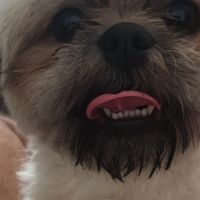 Hondenoppas werk Purmerend: baasje van Mocca (zoals de Koffie)