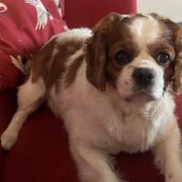 Hondenoppas werk Waddinxveen: baasje van Fafel