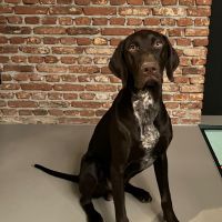 Hondenoppas werk Balgoij: baasje van Harry