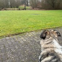 Hondenoppas werk Arnhem: baasje van Tina