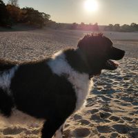 Hondenoppas werk Soest: baasje van Skye