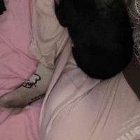 Hondenoppas Den Haag: Celeste