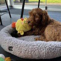 Hondenoppas werk Zevenaar: baasje van Charlie