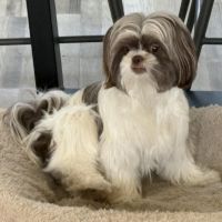 Hondenoppas Etten-Leur: Lesley