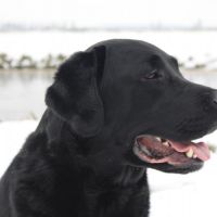 Hondenoppas werk Papendrecht: baasje van Mojo en Teun