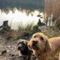 Hondenoppas werk Enschede: baasje van Flip & Sep