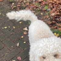 Hondenoppas werk Utrecht: baasje van Paddy