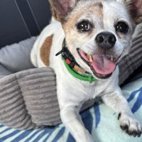 Hondenoppas werk Amsterdam: baasje van Spike