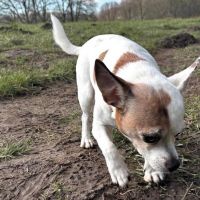 Hondenoppas werk Amsterdam: baasje van Spike