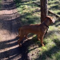 Hondenoppas werk Oirschot: baasje van Jimmie