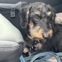 Hondenoppas werk Arnemuiden: baasje van James