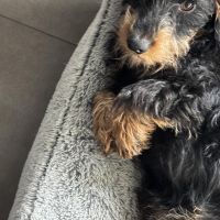 Hondenoppas werk Arnemuiden: baasje van James