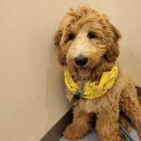 Hondenoppas werk Nijmegen: baasje van Otje