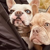 Hondenoppas Amersfoort: Joanne