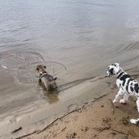 Hondenoppas werk Dalfsen: baasje van Pien en Lotte