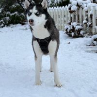 Hondenoppas werk Amersfoort: baasje van Ghost