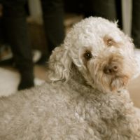 Hondenoppas werk Epe: baasje van Gijs