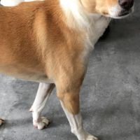 Hondenoppas werk Vleuten: baasje van Fien