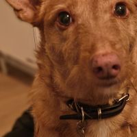 Hondenoppas werk Amersfoort: baasje van Guus