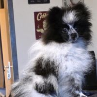 Hondenoppas werk Den Bosch: baasje van Bruno