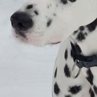 Hondenoppas werk Tilburg: baasje van Guus