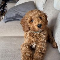 Hondenoppas werk Klazienaveen: baasje van Boef