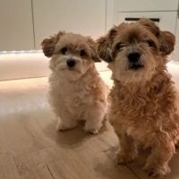 Hondenoppas werk Lisse: baasje van Guus en Bram