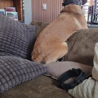 Hondenoppas werk Gouda: baasje van Joep 