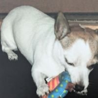 Hondenoppas Almere: Janie